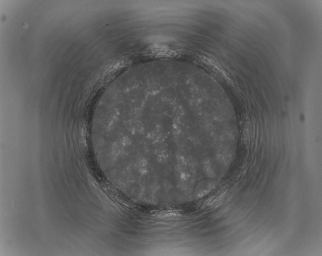 X0000076350643200610161800