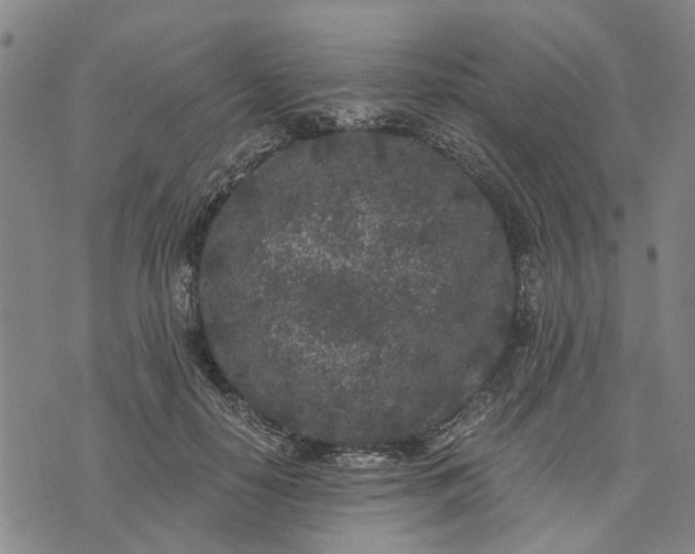 X0000076350650200610161800