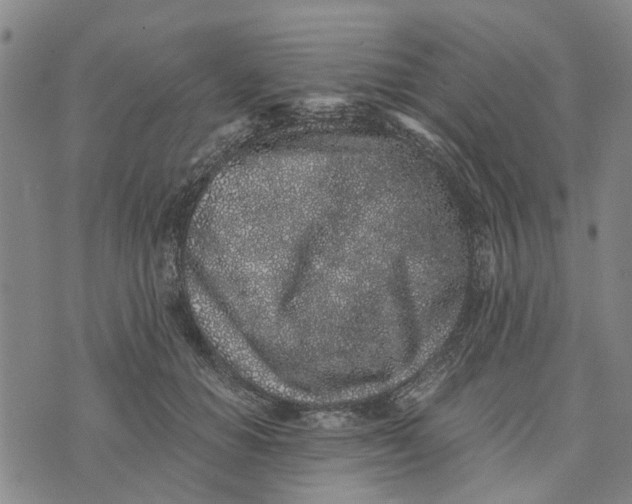 X0000076350654200610161800