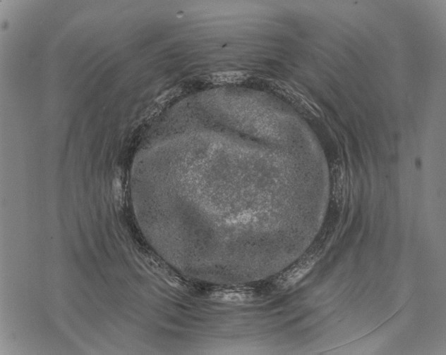 X0000076350655200610161800