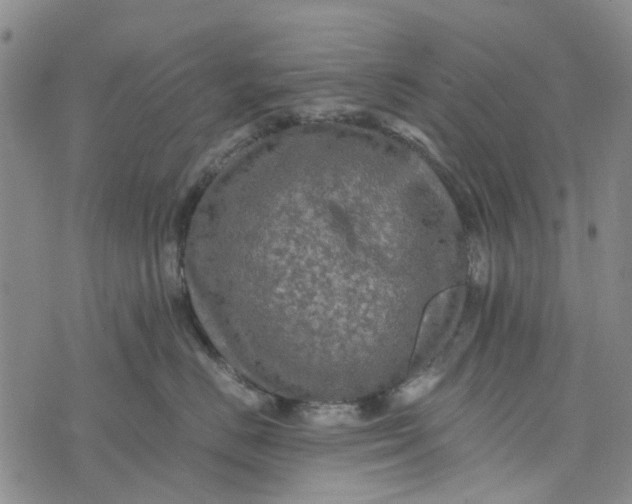 X0000076350670200610161800