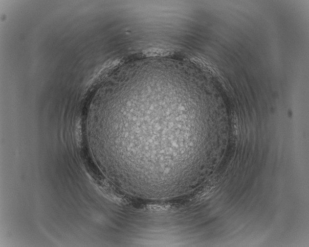 X0000076350690200610161759