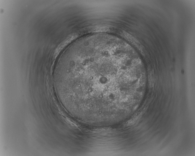 X0000076350721200610161758