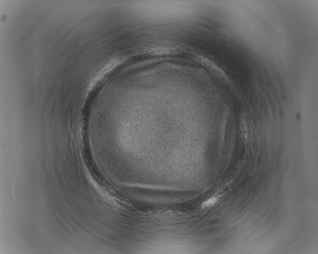 X0000076350730200610161758