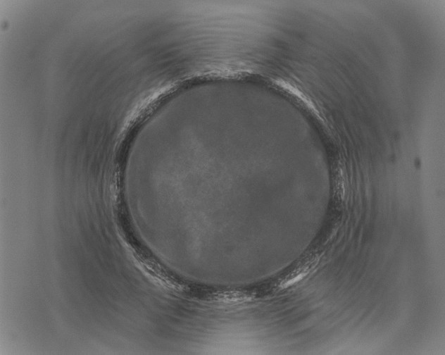 X0000076350736200610161758