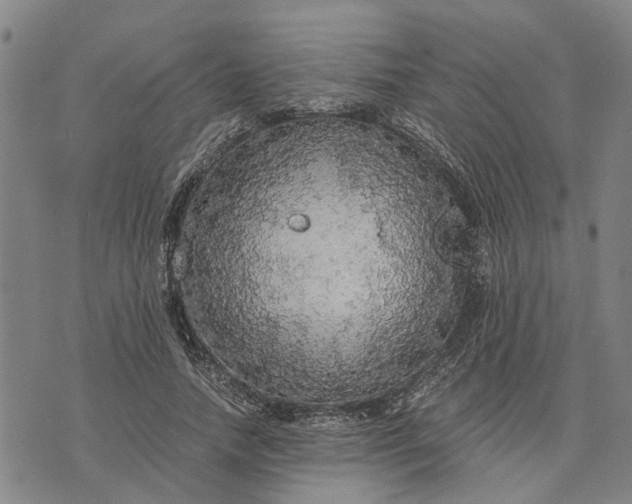 X0000076350738200610161758