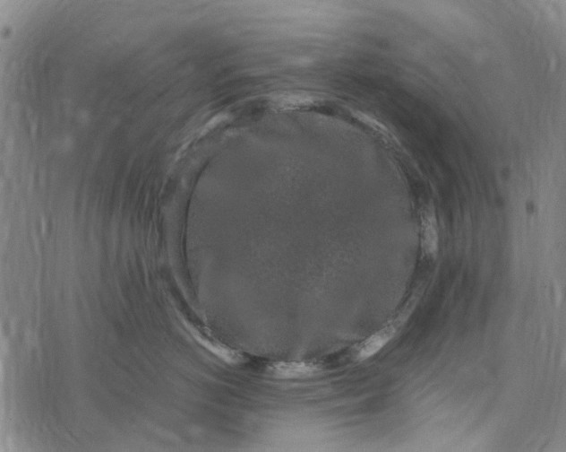 X0000076350766200610161759