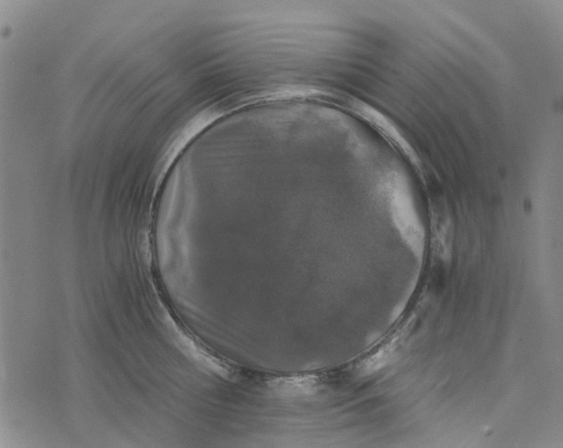 X0000076350810200610161757