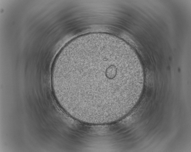 X0000076350836200610161757