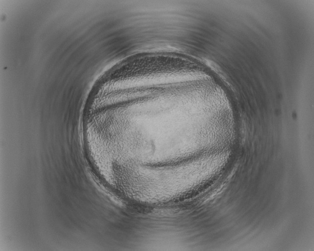 X0000076350840200610161757