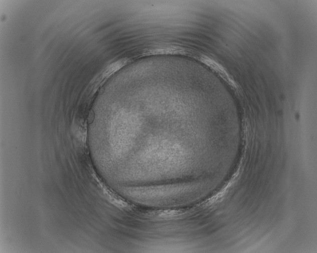 X0000076350841200610161757