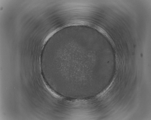 X0000076350842200610161757