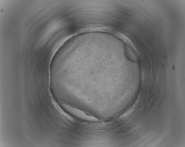 X0000076350844200610161757