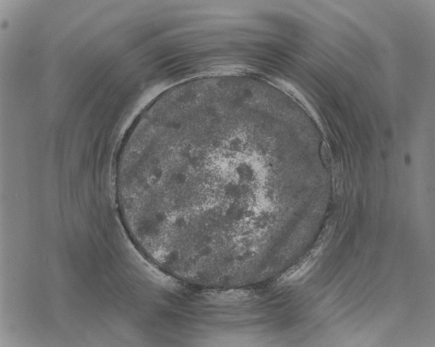 X0000076350851200610161757