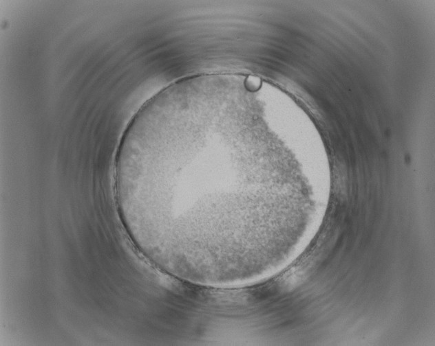 X0000076350856200610161757