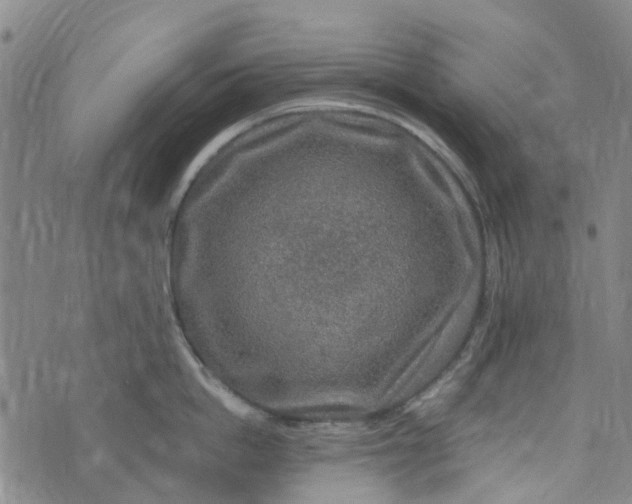 X0000076350862200610161757