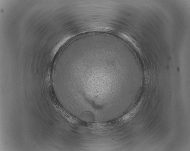 X0000076350875200610161756