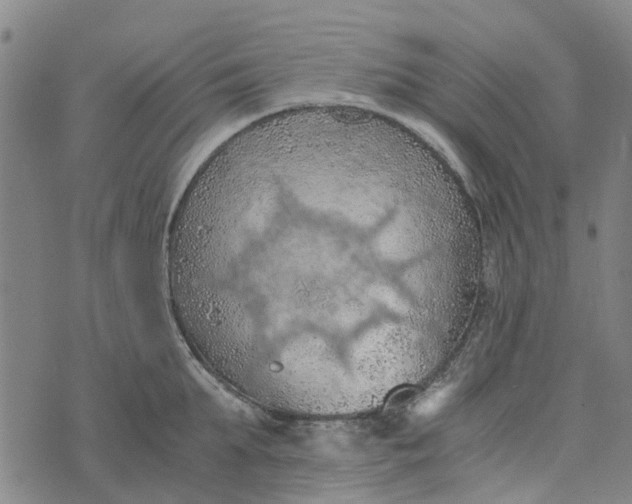 X0000076350903200610161756