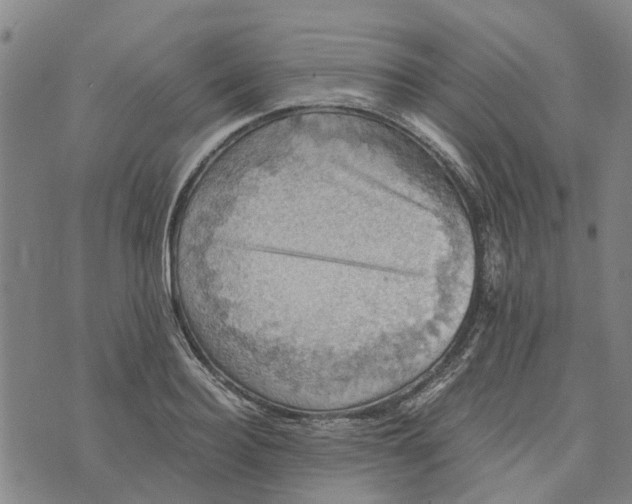 X0000076350940200610161755