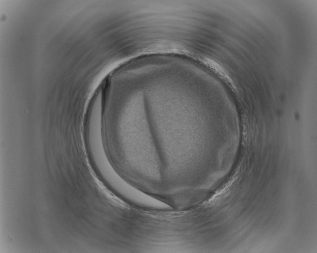 X0000076350942200610161755