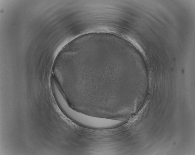 X0000076350944200610161755