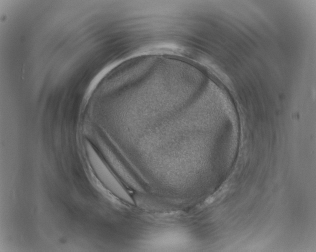 X0000076350960200610161755