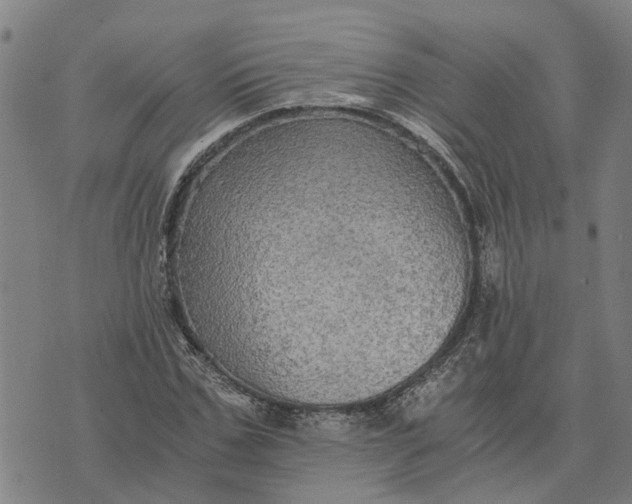 X0000076350971200610161755