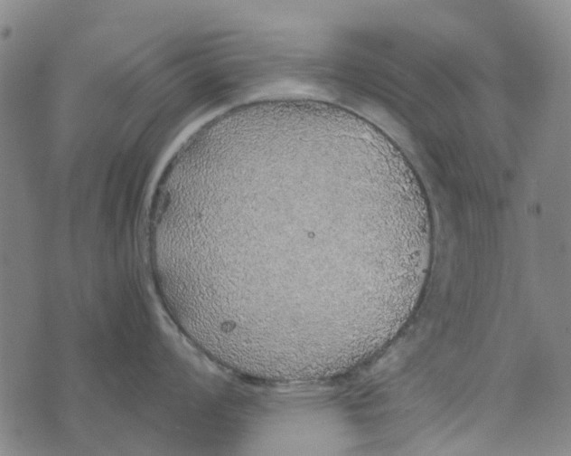 X0000076351008200610161754