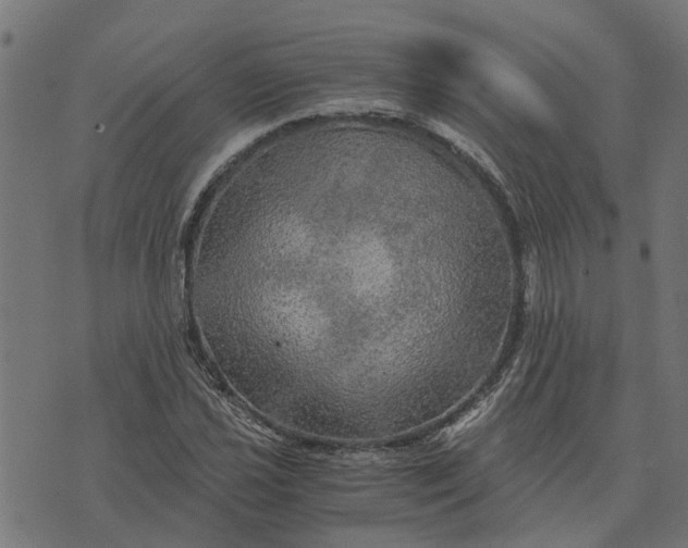 X0000076351021200610161753