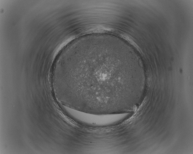 X0000076351026200610161753