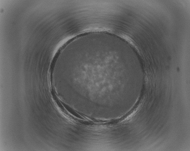 X0000076351030200610161754