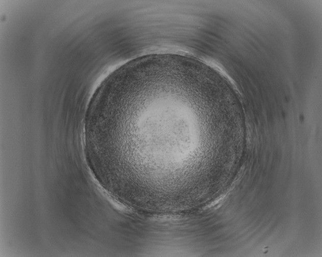 X0000076351040200610161754