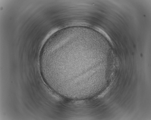 X0000076351043200610161754