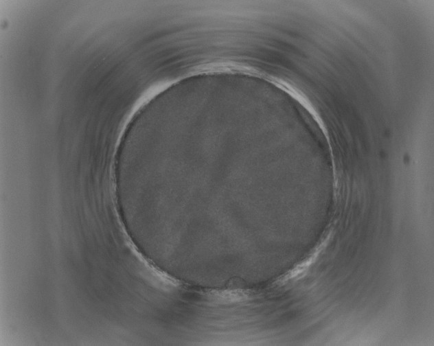 X0000076351045200610161754