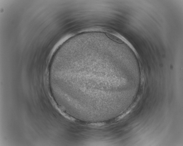 X0000076351053200610161754