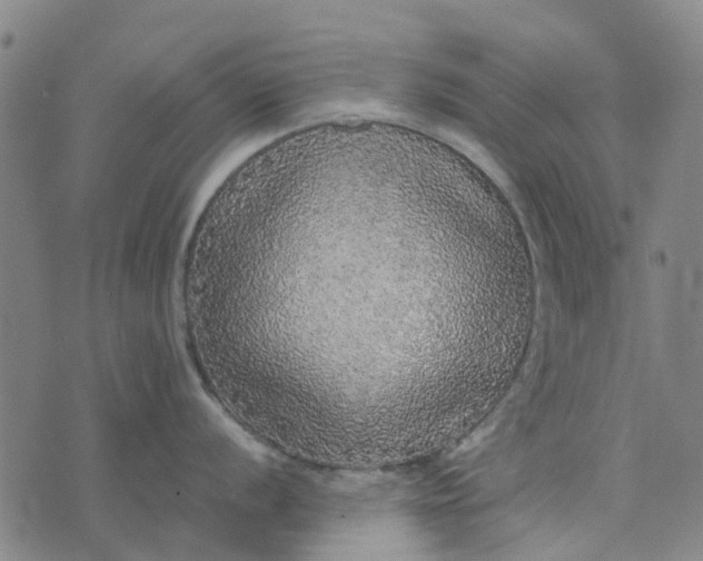 X0000076351056200610161754