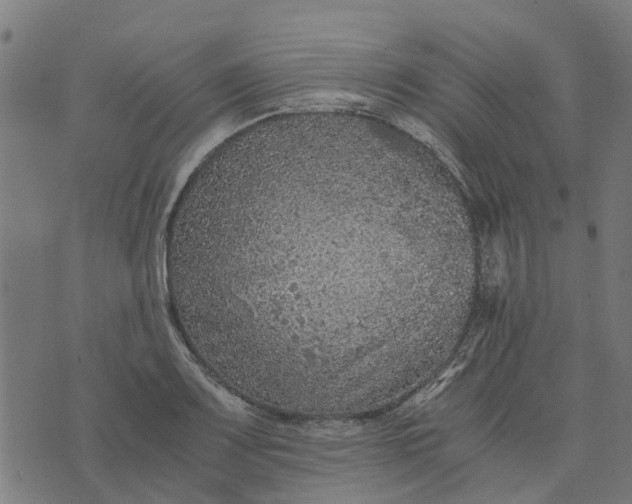 X0000076351083200610161753