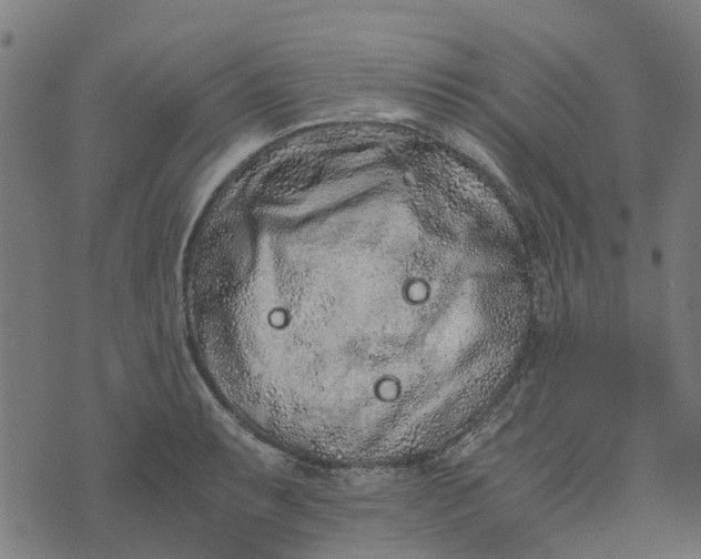 X0000076351087200610161753