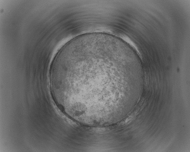 X0000076351088200610161753