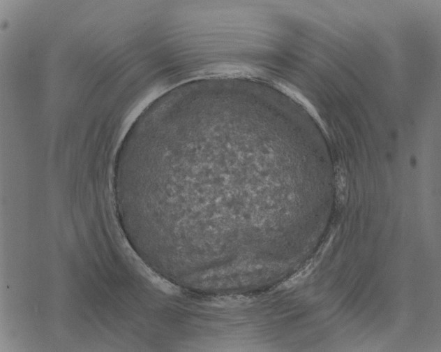 X0000076351091200610161753