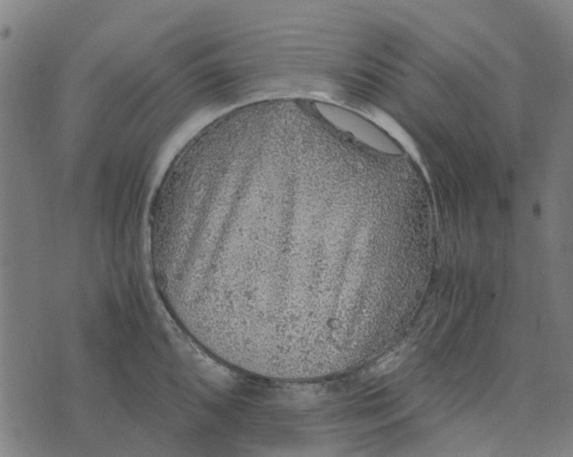 X0000076351096200610161753