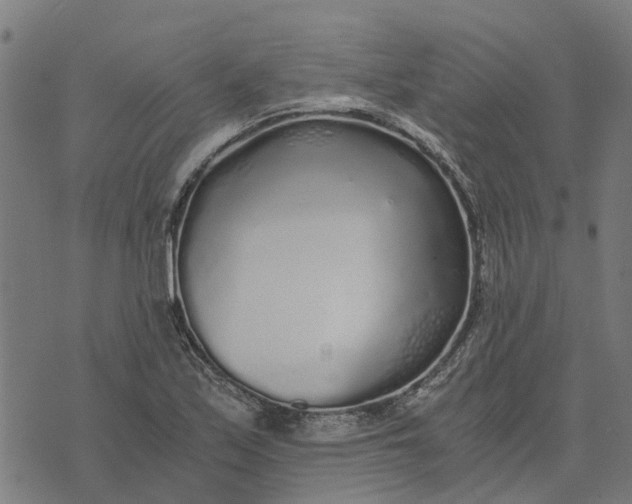 X0000076351171200610161751