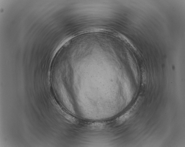 X0000076351178200610161751