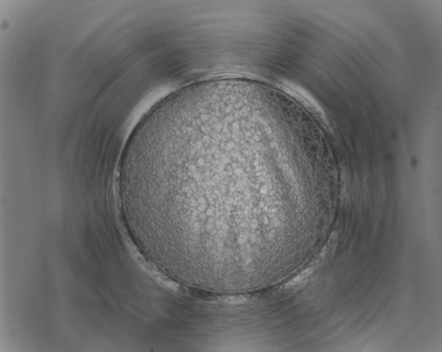 X0000076351190200610161751