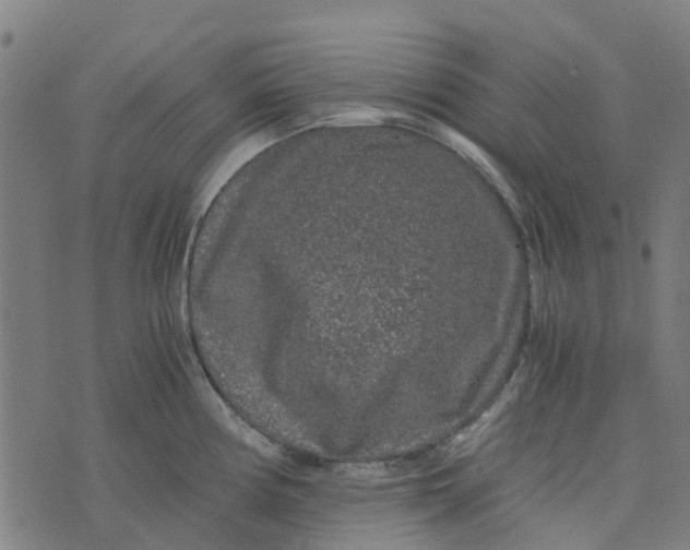 X0000076351194200610161751