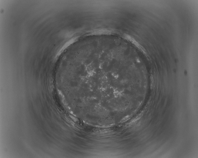 X0000076351213200610161750