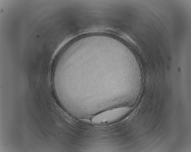 X0000076351216200610161750