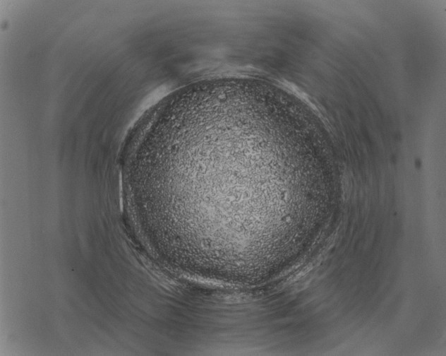 X0000076351219200610161750