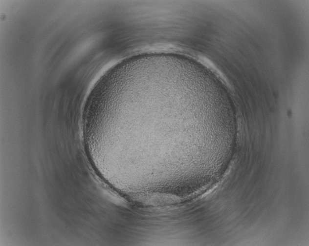 X0000076351232200610161750