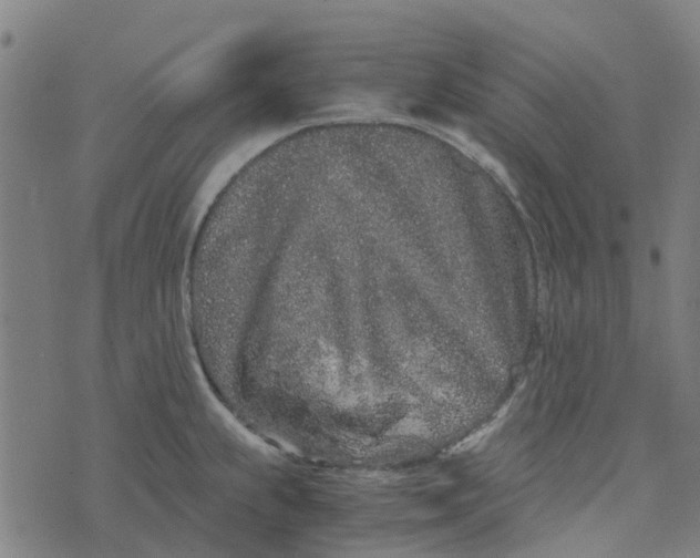 X0000076351239200610161751